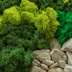 Closeup green moss. Beautiful green moss on the stones. Edited in soft tone vintage style for background image.