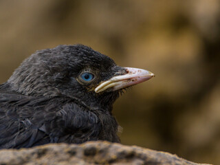 Jackdaw, Durham, June 2016