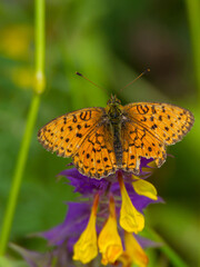 Pearl-bordered fritillary, Estonia, July 2016