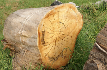 cut tree stump