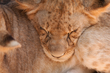 Naklejka premium Lion cub sleeping on brother