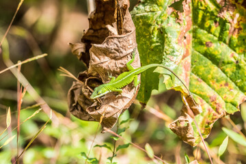 Green Anole hanging from a leaf