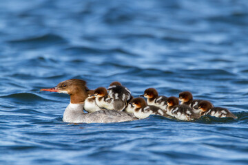 Goosander, Estonia, July 2016