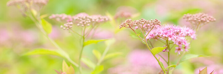 spirea branch with delicate flowers and fresh foliage