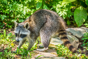 Raccoon looking for food