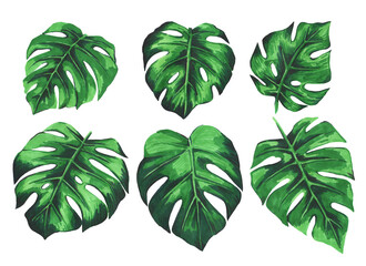 Set of hand drawn tropical leaves with monstera, palm, banana leaves on white background. Markers drawing
