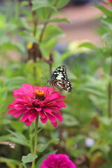 pink flowers with black butterfly