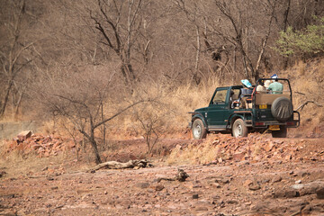 Tourists on Safari jeep  enjoying game driver at Ranthambore National Park, Sawai Madhopur, India  © Dr Ajay Kumar Singh