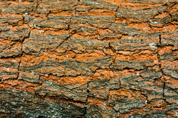 tree bark texture