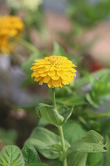 yellow flowers in the garden