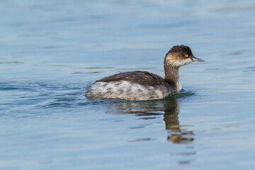 Black-necked grebe, Oxfordshire, September 2016