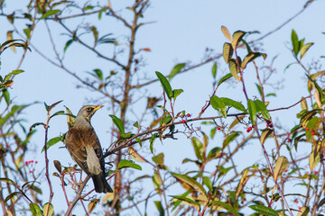 Fieldfare, Oxfordshire, December 2016