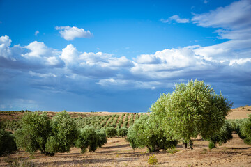 Fototapeta na wymiar landscape of a farm field with olive groves and sky with clouds