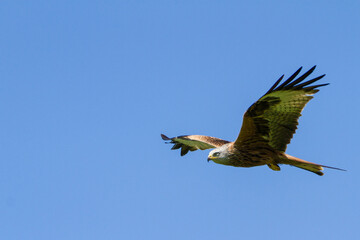 Red Kite, Oxfordshire, April 2017