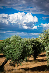Fototapeta na wymiar landscape of a farm field with olive groves and sky with clouds