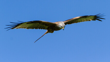 Red Kite, Oxfordshire, April 2017