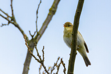 Willow warbler, Durham, April 2017