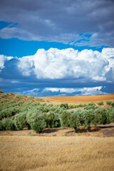 landscape of a farm field with olive groves and sky with clouds
