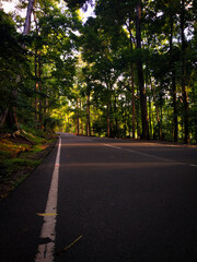 road in the forest