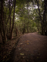 path in the woods