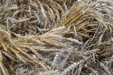 Dry trampled ears of wheat