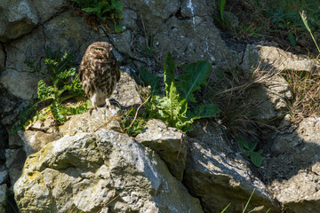 Little owl, Durham, May 2017
