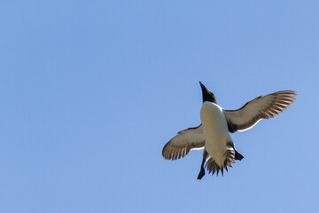 Razorbill, Durham, May 2017