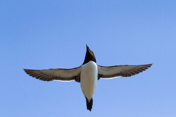 Razorbill, Durham, May 2017