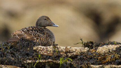 Eider, Fife, May 2017