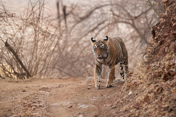 Tigress Noor cub walking on the road, Ranthambore Tiger Reserve