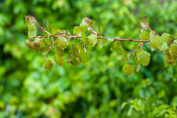 Lush green poplar leaves in detail with raindrops.