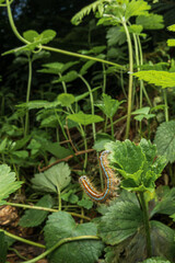 The lackey moth (Malacosoma neustria)