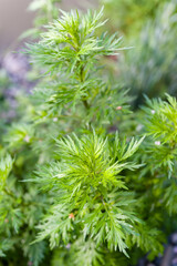 Lush green leaves of black and white wormwood.
