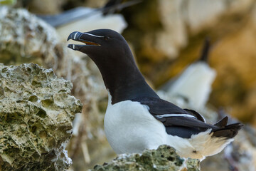Razorbill, Durham, June 2017