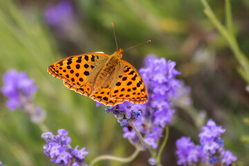 A beautiful butterfly silvered Fritillary sits on lavender. Selective and soft focus. Image with a copy of the space, blurred background. In summer, the lavender field blooms.