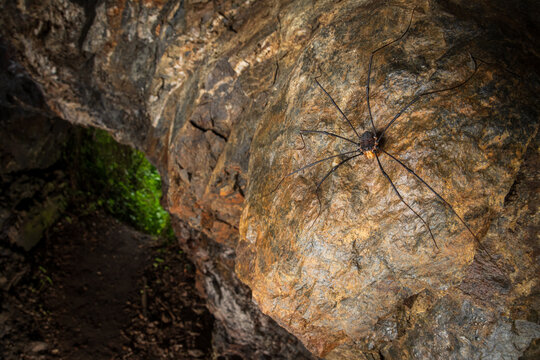 Gyas titanus is a species of harvestman found in Europe