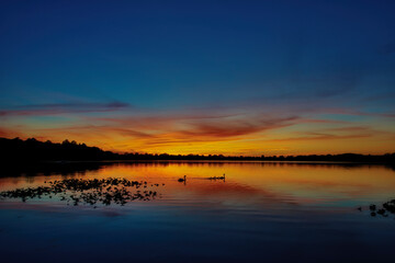 Swans swimming to roost at twilight