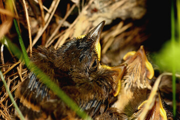 nest of a wild bird with hatched сhicks
