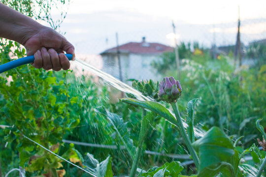Hobby garden or vegetable growing, a grower watering an artichoke plant