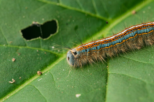 The Lackey Moth (Malacosoma Neustria)