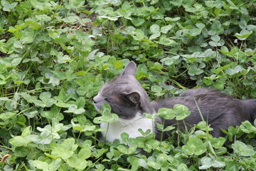 animal cat felinus grass green natura © AMTM