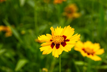 Yellow spring flower on a green background