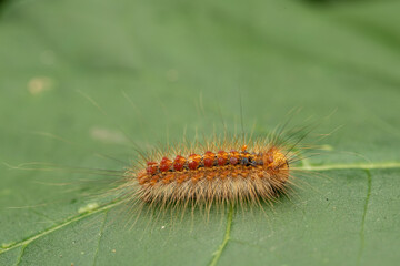 Gypsy moth caterpillar , lymantria dispar