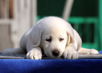 the nice labrador puppy on a blue background