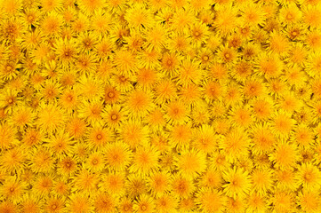 Background of many yellow dandelion flowers view from above