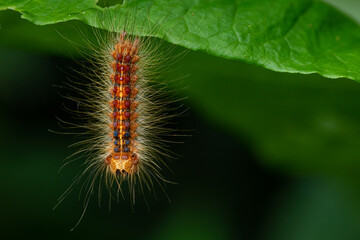 Gypsy moth caterpillar , lymantria dispar