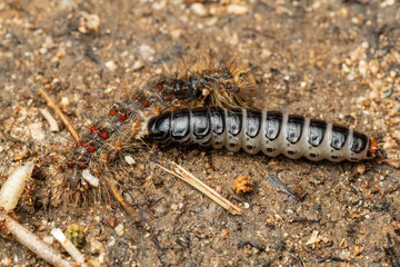 Calosoma sycophanta or forest caterpillar hunter eating lymantria dispar