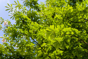 Lush green leaves of chestnut.