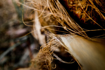 close up detail of coconut fiber bark, wallpaper, fine art, panel, natural fibers, texture...