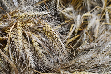 Dried wheat grain ears close-up